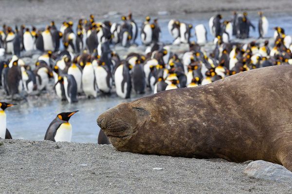 Goff, Ellen B. 아티스트의 Southern Ocean-South Georgia-A large elephant seal bull lies in the midst of many penguins작품입니다.